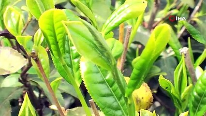 ÇAYKUR açıkladı, tomurcuk çayın alım fiyatı belli oldu!