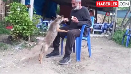 Tilki çay ocağının maskotu oldu