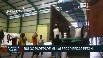 Bulog Pare  Pare Mulai Serap Beras Petani
