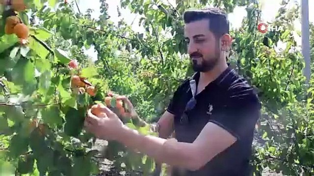Deprem bölgesinde hasat başladı: Yurt dışına 25 TL'ye, yurt içine 20 TL'ye satılıyor