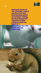 Rats VS Squirrel