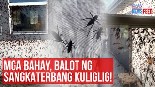 Mga bahay, balot ng sangkaterbang kuliglig! | GMA Integrated Newsfeed