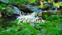 Relaxing Piano Music 2024 [Relaxing Instrumentals for Stress Relief, Calmness, and Sleep ]