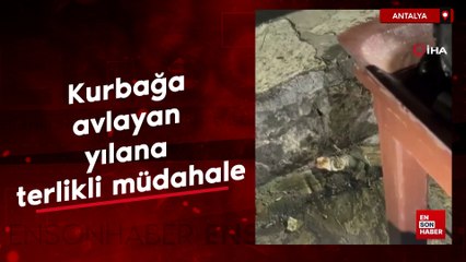 Antalya'da kurbağa avlayan yılana terlikli müdahale