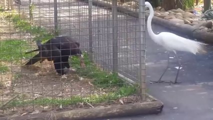 ईन जानवरों ने तो बहुत गलत जगह पंगा ले लिया ll When animal messed with worng opponent