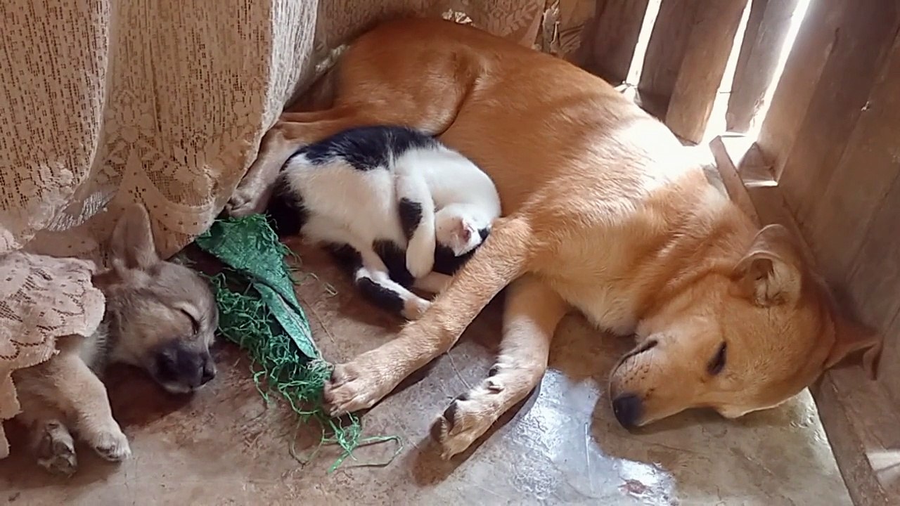 dogs and cat