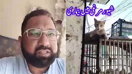 Broiler chicken Side effects | farmi murghi