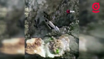 Kurbağa avlayan yılana terlikli müdahale; Avından ettikleri yılana gözleme ikram ettiler