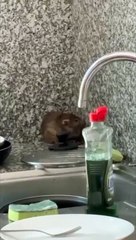 Ratas en la residencia universitaria Parque de las Islas de la ULL