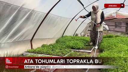 Ankara'da yüzyıllık domates tohumları toprakla buluştu