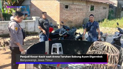 Penjudi Kocar-kacir saat Arena Taruhan Sabung Ayam Digerebek, Ini Barang Bukti yang Berhasil Disita Polisi