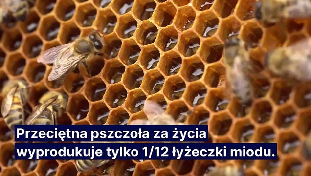 Dlaczego pszczoły są ważne?