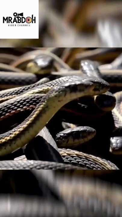 جزيرة الثعابين بالبرازيل .. Snake Island, Brazil