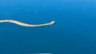 Snake in the sea