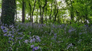 Take a dander around Nugent’s Wood’s bluebells down at Portaferry