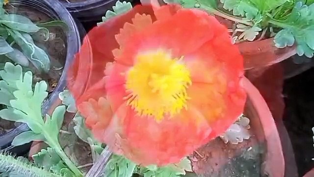 Manzil dua | Manzil dua by mishary | Manzil dua with urdu translation | Manzil dua fast | Manzil dua without ads | Manzil dua by sudais | Recitation | Manzil dua tarjuma ke sath | Manzil dua qari basit | Surah manzil | Episode 2