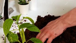 Fresh gardening tips for you to try!