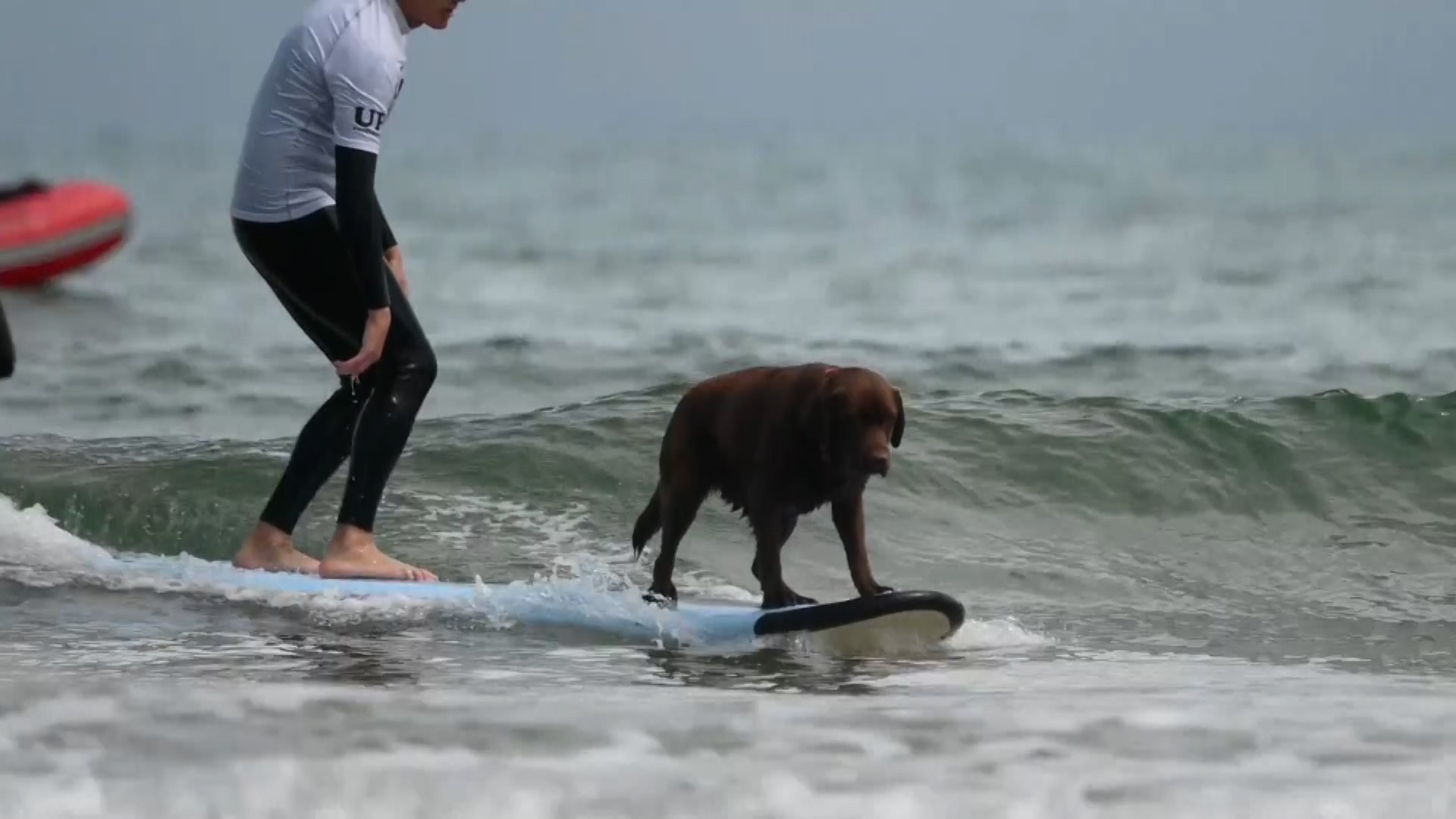 Perros surfistas para fomentar la adopcin canina