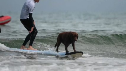 Download Video: Perros surfistas para fomentar la adopción canina