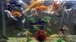 fish , colored fish , fish aquarium , nature ,