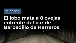 El lobo mata a 8 ovejas enfrente del bar de Barbadillo de Herreros