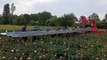 La cueillette des pivoines chez Bigot Fleurs à Allonnes près du Mans