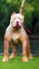 Beast | |Dog | |Bulldog | |Dogs |