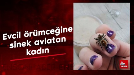Evcil örümceğine sinek avlatan kadın