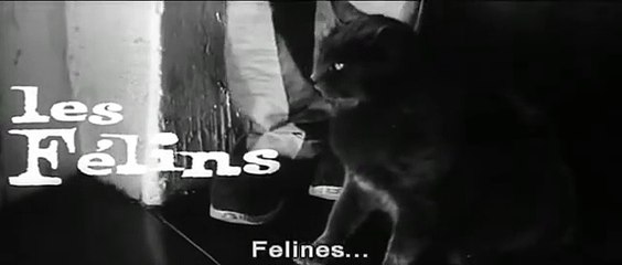 Les Félins Bande-annonce (EN)