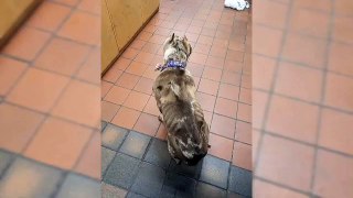 RSPCA Preston video shows pocket bully Moana who was found emaciated and with cropped ears is doing well