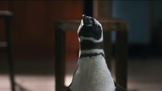 My Penguin Friend - Official Trailer