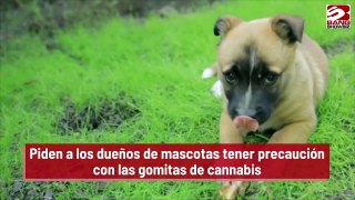 Piden a los dueños de mascotas tener precaución con las gomitas de cannabis