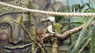 Scenes of cotton-top tamarins settling in at Folly Farm