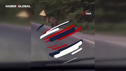 Seyir halindeyken önüne ayı çıktı, sürücü şaştı kaldı