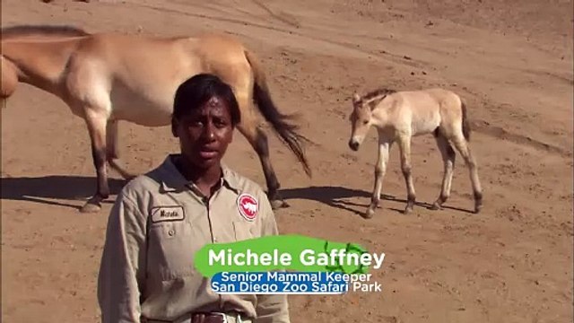 These Extinct Horse Species Are Being Restored at the San Diego Zoo