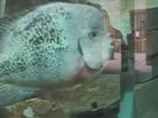 Molly kisses the fish