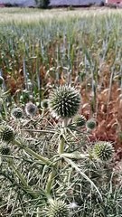 Ajdigg tidili massfioua