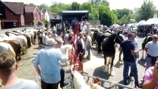 WATCH: Wickham Horse Fair 2024