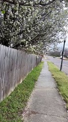 Trees are blooming