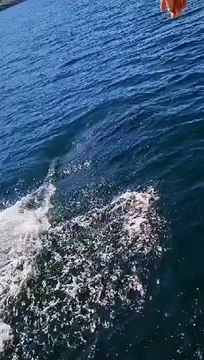 Dolphins swim alongside lifeboat off Dunaff Head