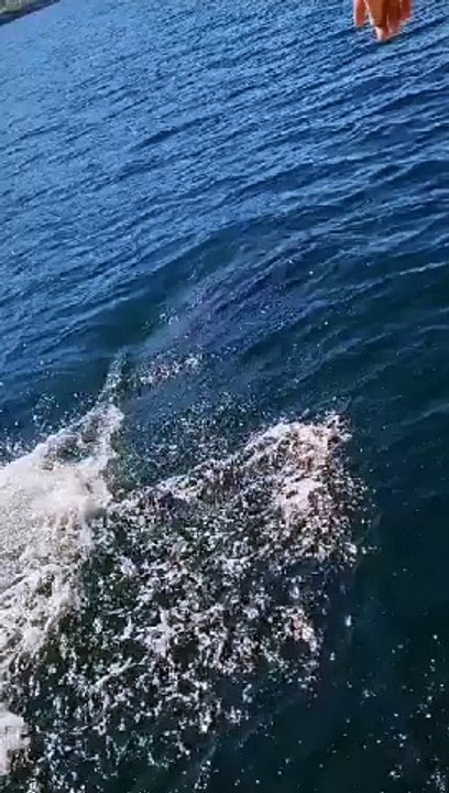Dolphins swim alongside lifeboat off Dunaff Head