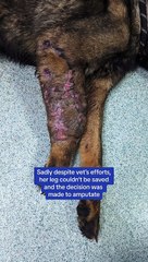 Athena a German Shepherd at Blackberry Farm with three legs, needs re-homing