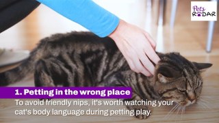Why Do Cats Randomly Bite Unprovoked?