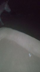 Donkey and female donkey very amazing vedio