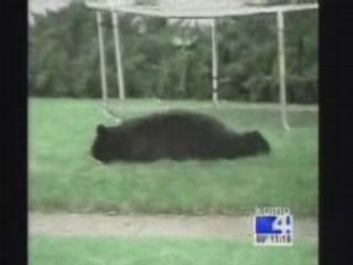 Bear-Trampoline