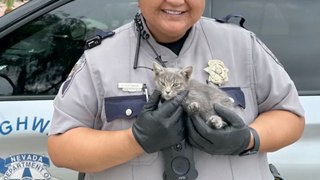 Check Out This Amazing Moment When a State Trooper Saves a Kitten