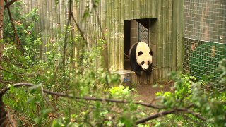 A Huge Cake for This Amazing Panda Cub Turning One!