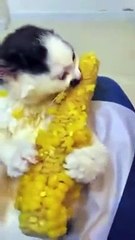 Un chaton affamé