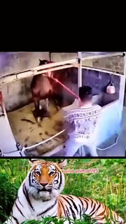 Myiphoneอุดรธานี มือถือแบรนด์แท้ ราคาถูกสุดในประเทศ Horse and dog fight