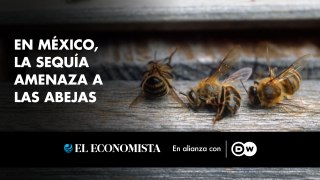 En México, la sequía amenaza a las abejas